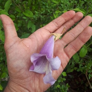گل پالونیا عسل دارویی پالونیا  شکوفه های پالونیا دمنوش پالونیا عسل پالونیا طب جو